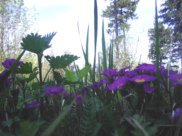 Frühling im Süntel - Vergrößerung bei Klick