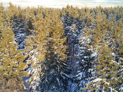 Schnee in den Wipfeln - Vergrößerung bei Klick