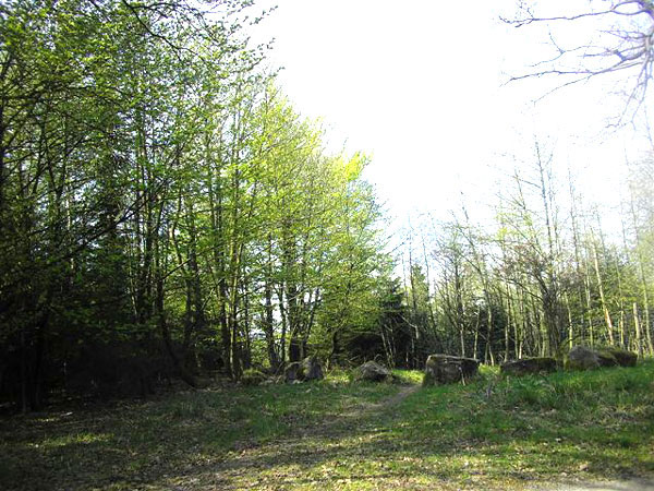 Wald auf der Hohen Egge - Vergrößerung bei Klick